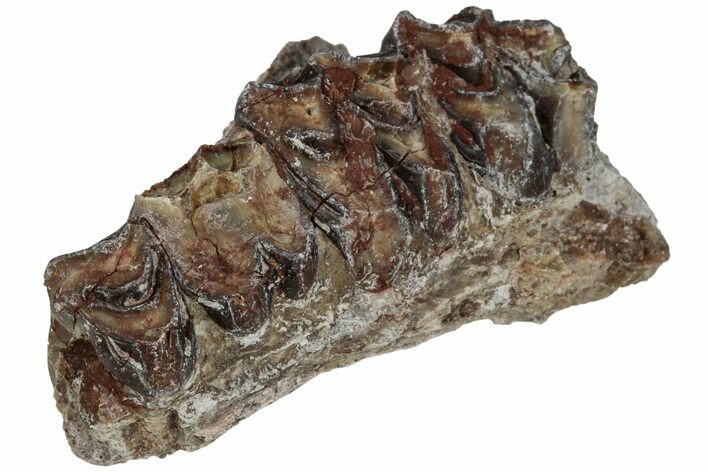 Oreodont (Merycoidodon) Jaw Section - South Dakota #223489